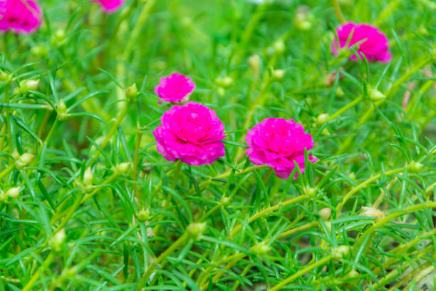 istock Flower Portulaca oleracea 846726806