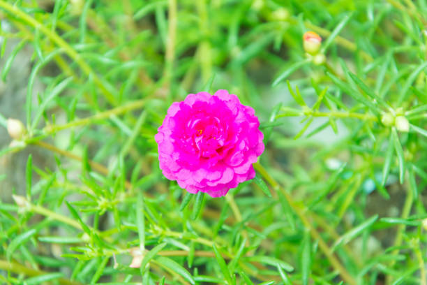 istock Flower Portulaca oleracea 846727004