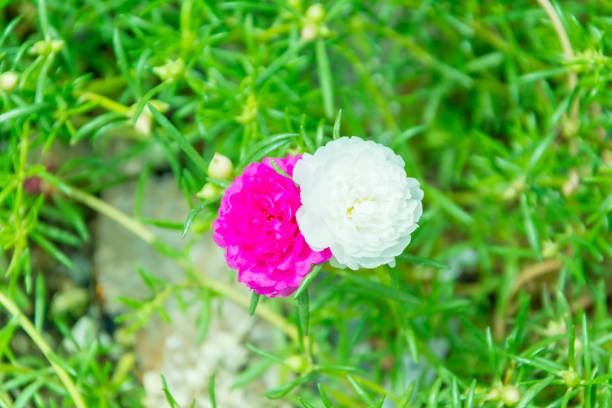 istock Flower Portulaca oleracea 846727110