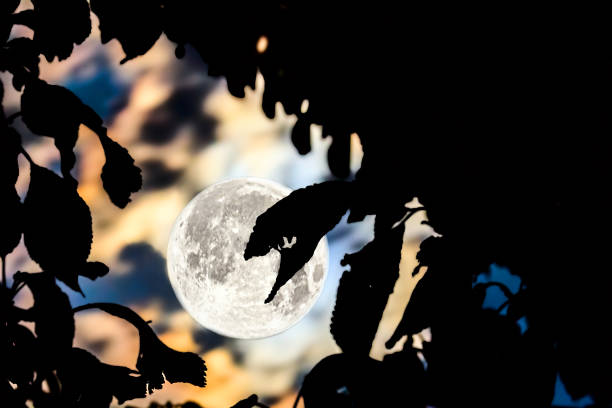 Silhouettes of leaves against the background of the night sky illuminated by the full moon