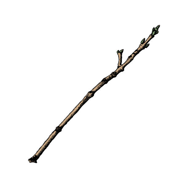 istock Hand drawn branch. Ink illustration. Watercolor imitation painted tree twig. Vector. 846735038