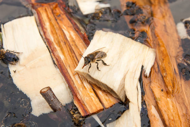 istock Bees drinking water in the summer. 846735142