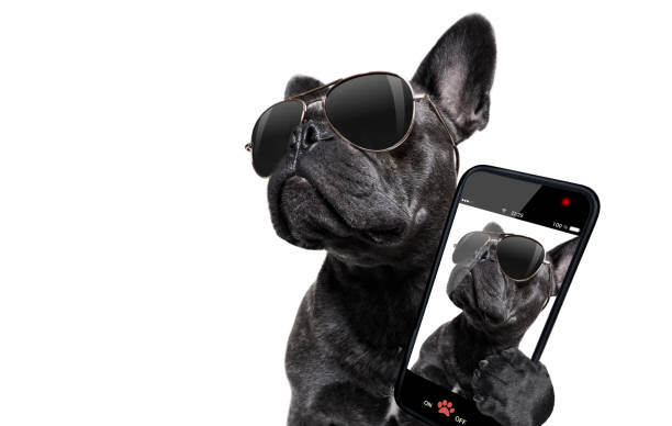 posant le chien avec lunettes de soleil - mobilestock photos et images de collection