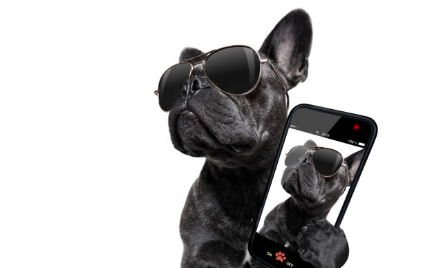 サングラスをかけた犬のポーズ - mobilestock ストックフォトと画像