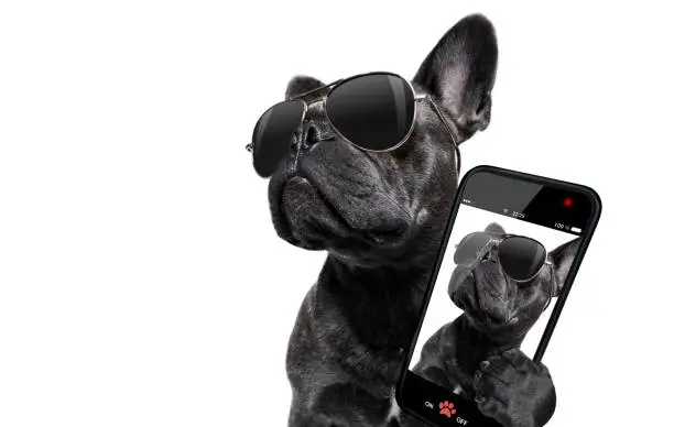 Photo of posing dog with sunglasses