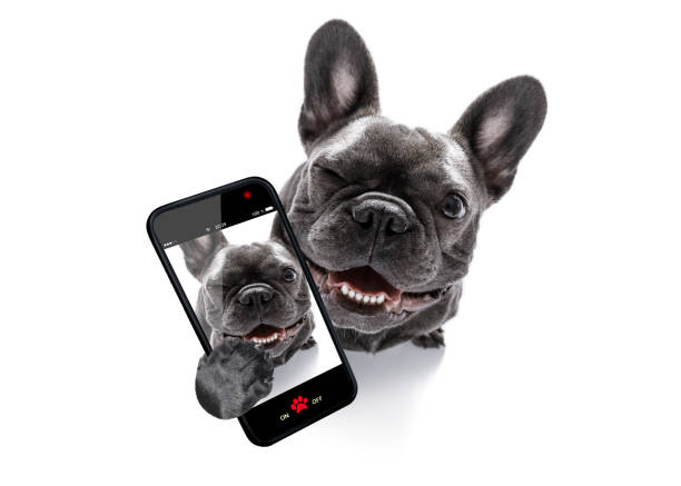 close up curious dog looks up curious french bulldog dog looking up to owner taking a selfie or snapshot with mobile phone or smartphone taken on mobile device photos stock pictures, royalty-free photos & images