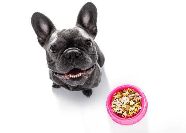 istock hungry dog with food bowl 846739914