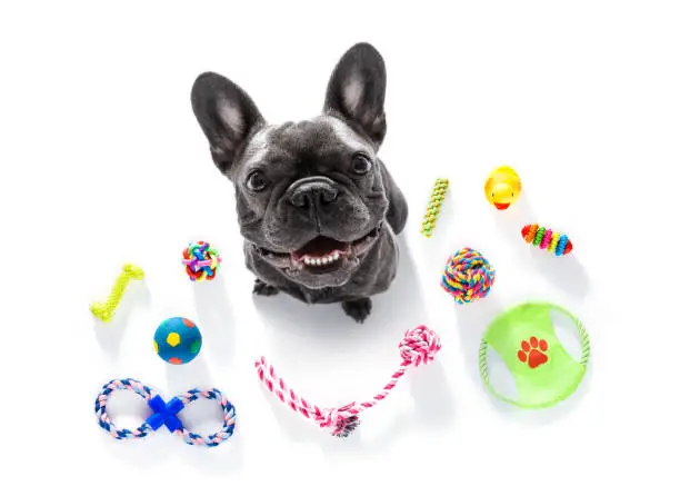 Photo of dog with pet toys