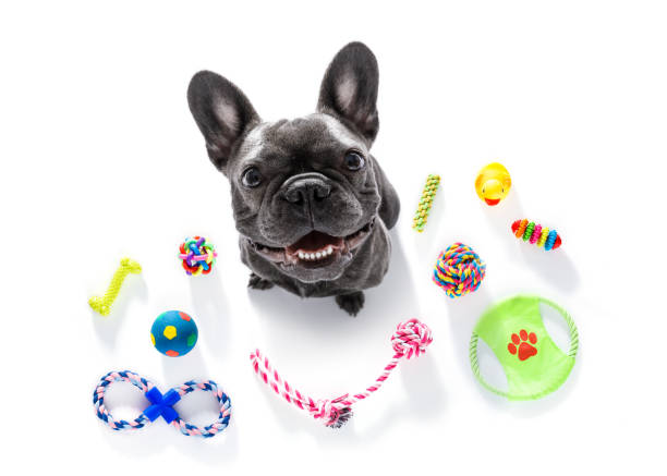 dog with pet toys - disco ball fotos imagens e fotografias de stock