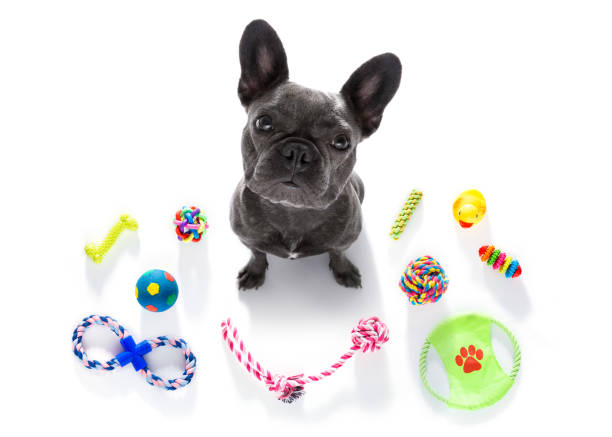 istock dog with pet toys 846742008