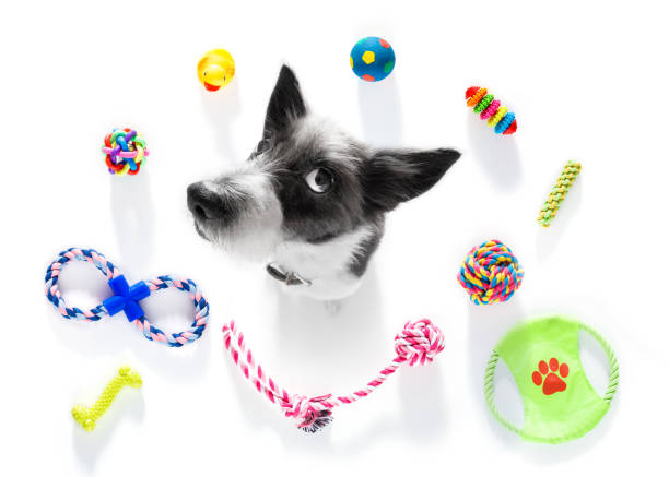 istock dog with pet toys 846742124