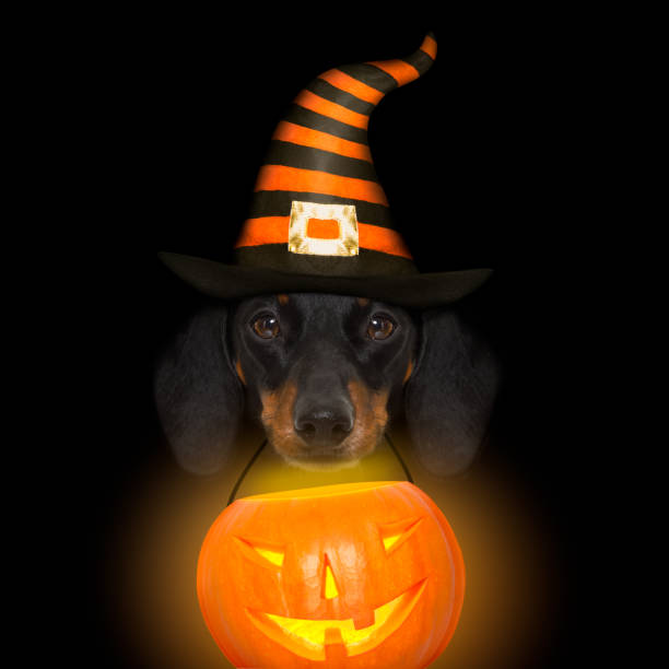 istock halloween  ghost  dog trick or treat 846742474