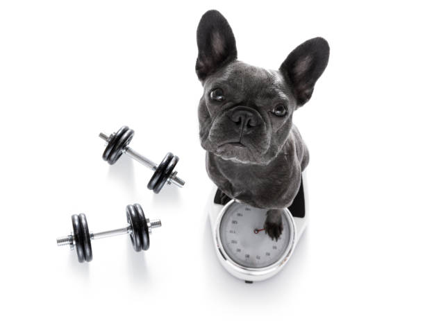 dog on scale , with overweight french bulldog  dog with guilty conscience  for overweight, and to loose weight , standing on a scale, isolated on white background with dumbbells eating body building muscular build vegetable stock pictures, royalty-free photos & images