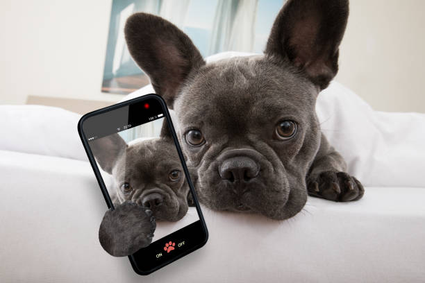 cane appoggiato sul letto a casa - animal cell immagine foto e immagini stock