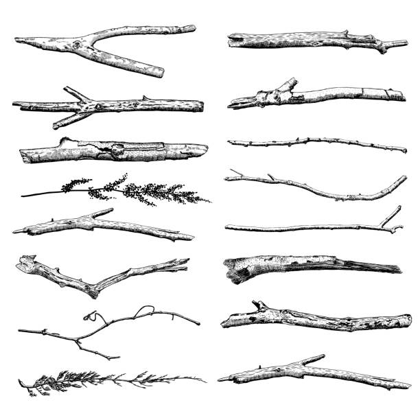 ilustrações de stock, clip art, desenhos animados e ícones de set of driftwood, ground floor hand drawn ink rustic design elements collection. dry tree branches and wooden twigs. vintage highly detailed classic ink drawings bundle art in engraved style. vector. - driftwood wood textured isolated