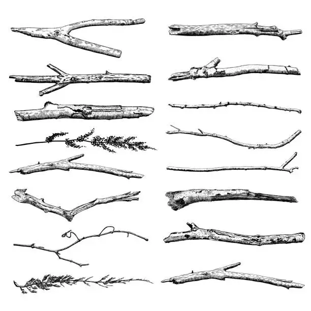 Vector illustration of Set of Driftwood, ground floor hand drawn ink rustic design elements collection. Dry tree branches and wooden twigs. Vintage highly detailed classic ink drawings bundle art in engraved style. Vector.