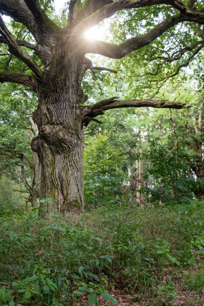 istock Aged oak tree in the Tiergarten forest near Boitzenburg, Germany 846742808