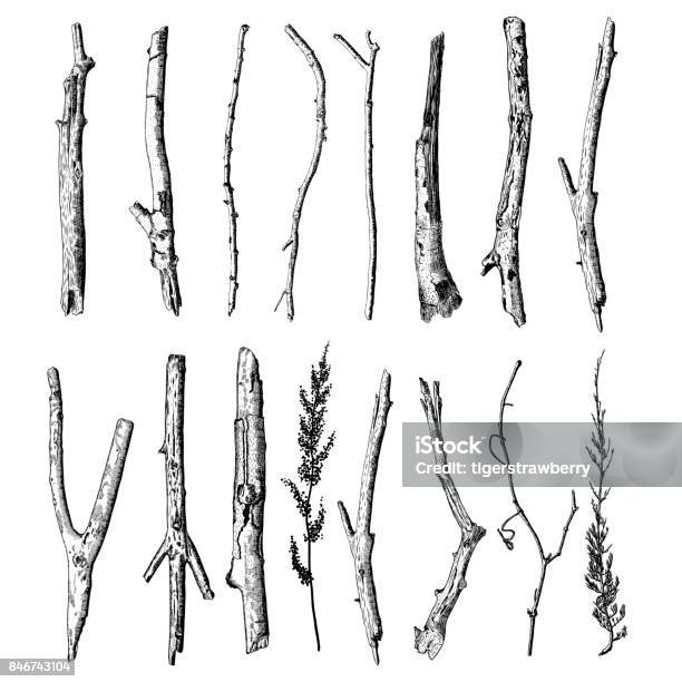 Set Of Detailed And Precise Ink Drawing Of Wood Twigs Forest Collection Natural Tree Branches Sticks Hand Drawn Driftwoods Forest Pickups Bundle Rustic Design Classic Drawing Elements Vector Stock Illustration - Download Image Now