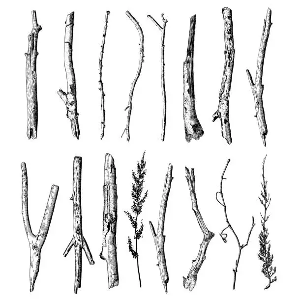 Vector illustration of Set of detailed and precise ink drawing of wood twigs, forest collection, natural tree branches, sticks, hand drawn driftwoods forest pickups bundle. Rustic design, classic drawing elements. Vector.