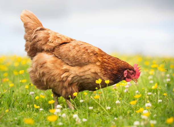 istock Free range hen foraging among grass and spring flowers 846743178