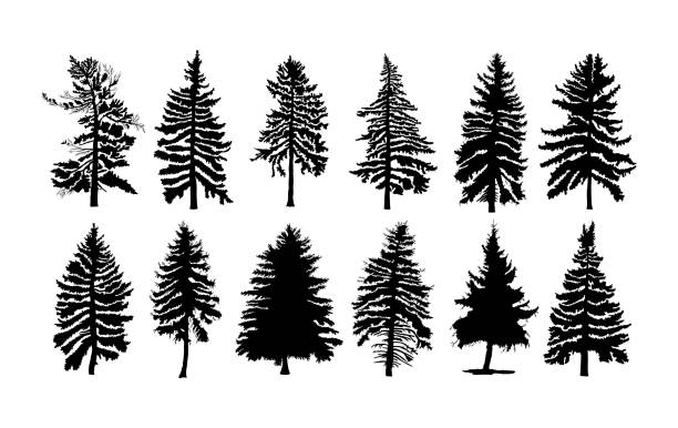 illustrations, cliparts, dessins animés et icônes de vecteur défini silhouette de pins canadiennes différentes. silhouettes d’arbre conifère sur fond blanc collection. offre groupée d’arbres. - tree cypress tree vector silhouette