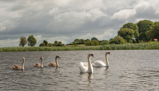 Family of swans on a lake, Roscommon, Ireland.