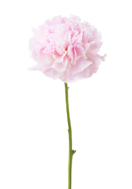 istock Light pink peony isolated on white background. 846747168