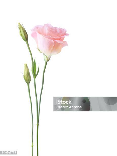 Light Pink Flower Of Eustoma Isolated On White Background Stock Photo - Download Image Now