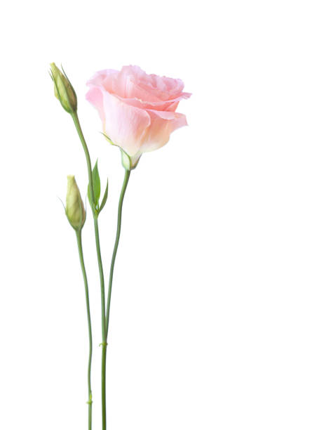 淡粉紅色花洋桔梗孤立在白色背景上。 - 一朵花 個照片及圖片檔