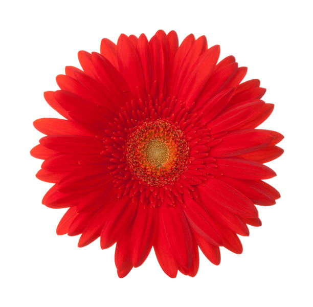 fiore gerbera rosso brillante isolato su sfondo bianco. - perfection gerbera daisy single flower flower foto e immagini stock