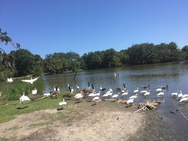 Louisiana landscape with flying birds and swamps
