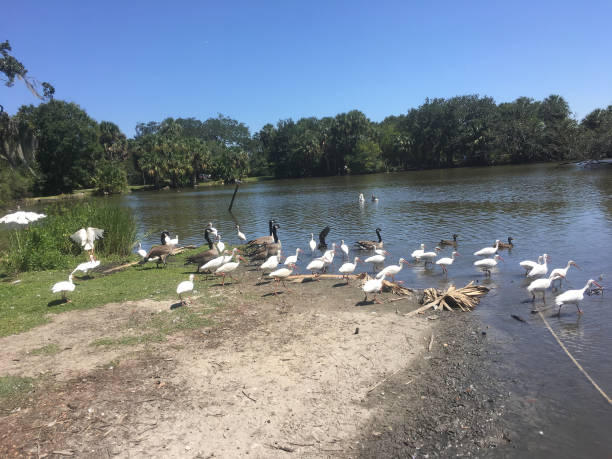 istock flying white birds and oak trees in the swamp 846749814