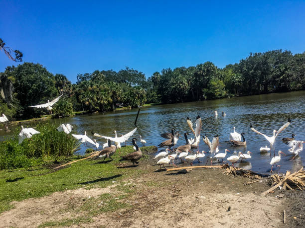 istock flying white birds and oak trees in the swamp 846749896