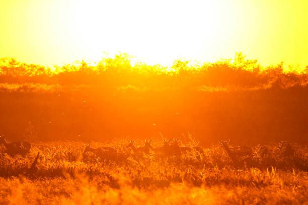 Sunset sun rays Africa impala Etosha Namibia antelope rim back-lit