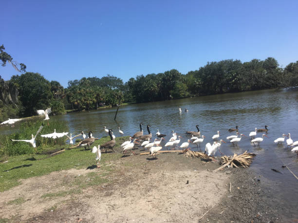 istock flying white birds and oak trees in the swamp 846750522