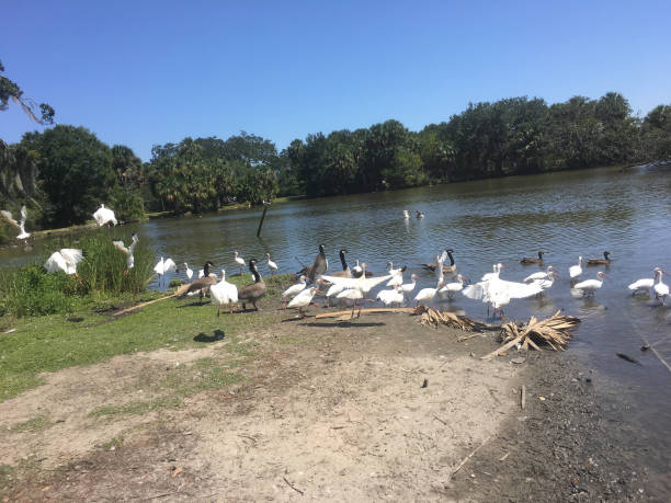 istock flying white birds and oak trees in the swamp 846750658