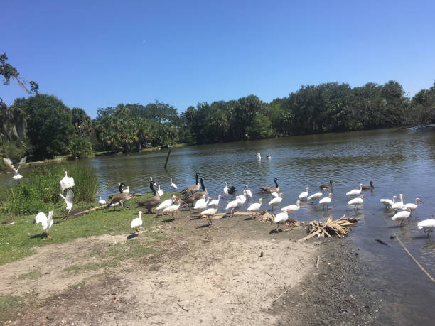 istock flying white birds and oak trees in the swamp 846750736