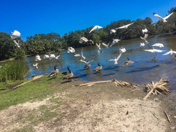istock birds migrating to pond in Louisiana park 846750970