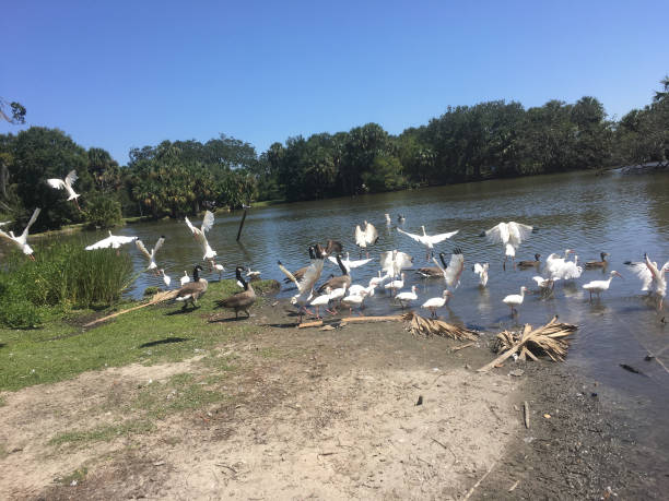 istock birds migrating to pond in Louisiana park 846751026