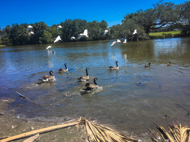 istock birds migrating to pond in Louisiana park 846752140