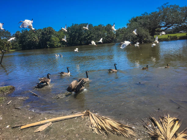 istock birds migrating to pond in Louisiana park 846752360