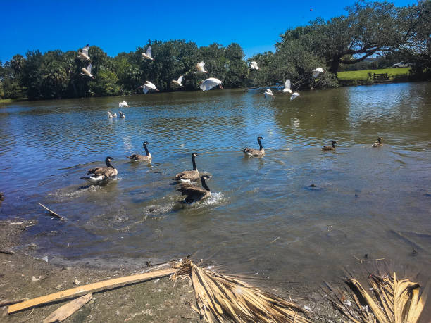 istock birds migrating to pond in Louisiana park 846754688