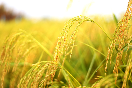 Rice paddy crop in summer sunny day.