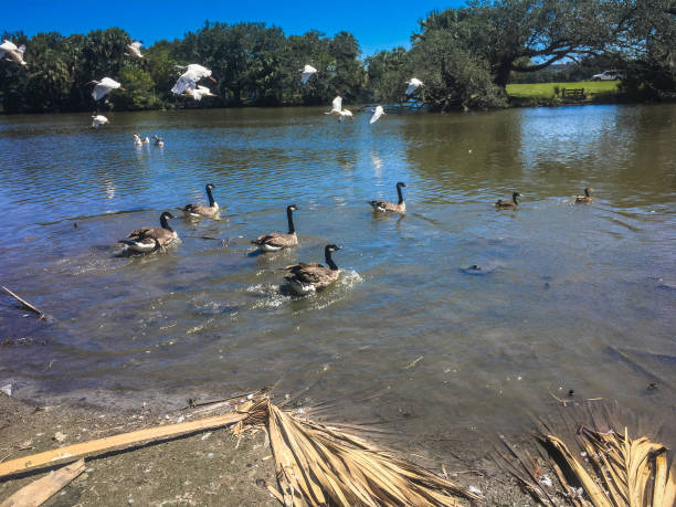 istock birds migrating to pond in Louisiana park 846754872