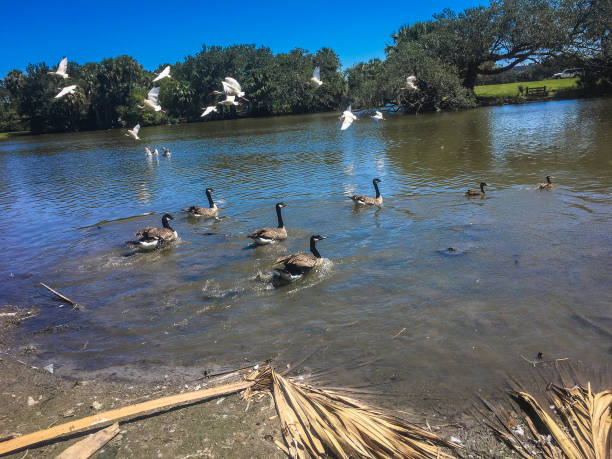 istock birds migrating to pond in Louisiana park 846755196