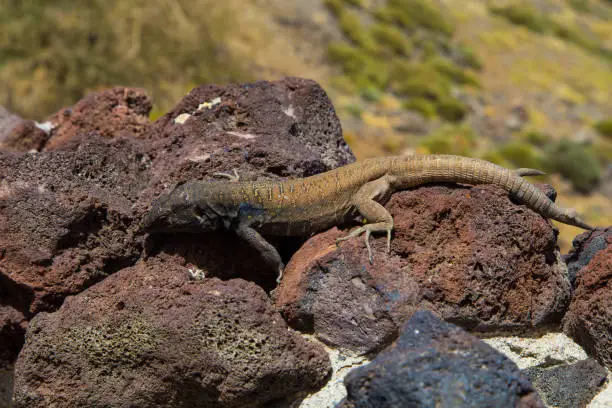 Photo of Lizard on volcano. Teide National Park, Tenerife, Canary Islands, Spain