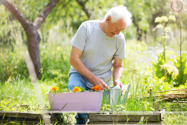 Senior man gardening