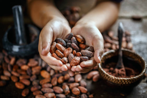 Aromatic cocoa beans Hand holding aromatic cocoa beans, closeup cocoa bean stock pictures, royalty-free photos & images