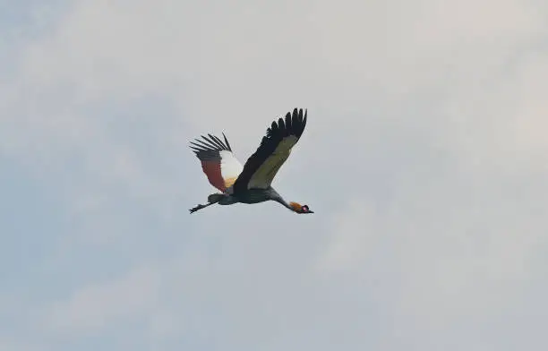 Grey crowned crane bird (Balearica regulorum) is flying.