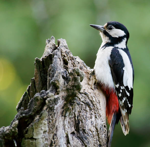 istock Great Spotted Woodpecker (Dendrocopos major) Female 846759432